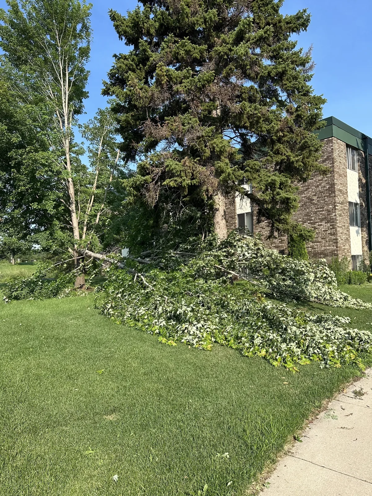 Fallen tree limb across a lawn at a multifamily property after a storm