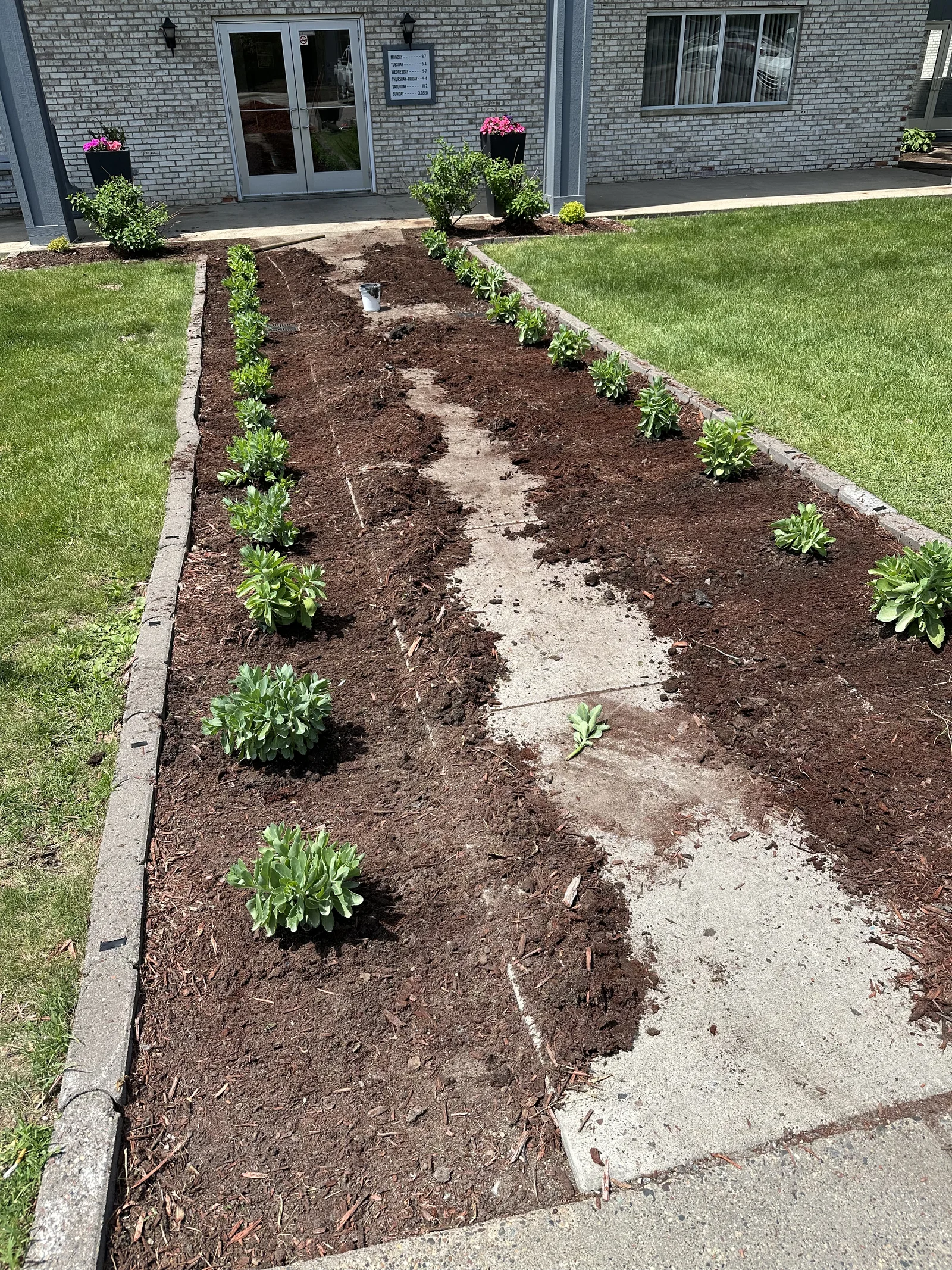 Same walkway bed fully planted and mulched at Plymouth Commons in Plymouth, Minnesota