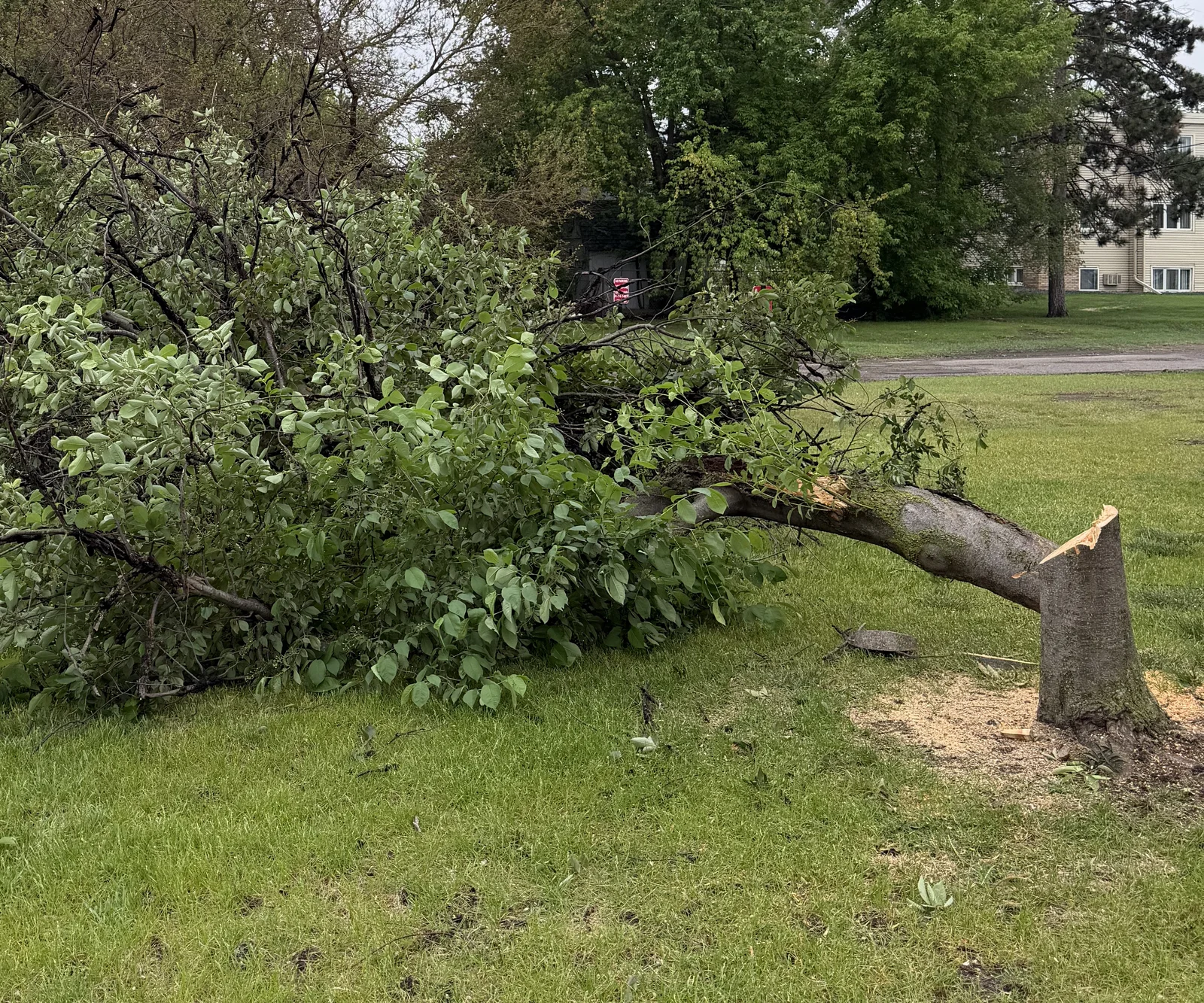 Large tree down on the lawn at Park Place off Broadway in New Hope, Minnesota